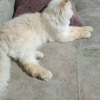 گربه پرشین سوپر فلت|گربه|صدرا-فارس, فاز ۱|دیوار