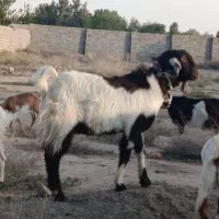 نر بز پاکستانی کل ، درجه یک ، جوان و مست