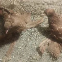 جفت کبوتر پاپر کاکلی خیلی قشنگ سر حال