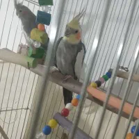 ۳تا عروس هلندی|پرنده|اقبالیه, |دیوار