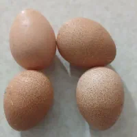 تخم نطفه دار تازه ،مرغ شاخدار وتخم نطفه دار اردک