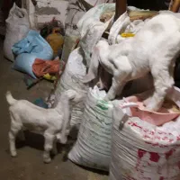 بز گلابی اصل با دوتا بزغاله نروماده و نر بز گلابی|حیوانات مزرعه|کرمانشاه, |دیوار