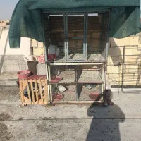کبوتر همراه باقفس