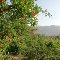 باغچه و باغ شهری