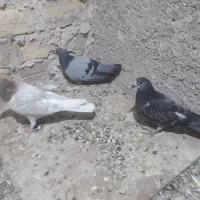 گوشت کبوتر