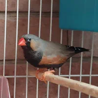 فنچ ایمو نر