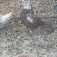 کفتر یا کبوتر و قفس|پرنده|قرچک, پویینک|دیوار