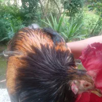 خروس|حیوانات مزرعه|کلاچای, |دیوار