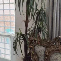 درخت نخل مصنوعی همراه با گلدان