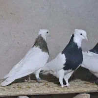 کبوتر طوقی|پرنده|گرمه, |دیوار