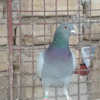 کبوتر پلاکی