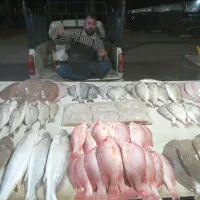 ماهی  و میگو اقای کرمانی