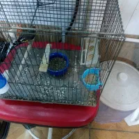 سهره و قناری فوری فروشی|پرنده|فردیس, شهرک هفده شهریور|دیوار