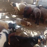 ده راس بره چاق پروار