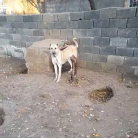 ماده سرابی اصل