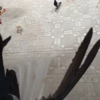 سرور دم سفید سینه سیاه|پرنده|داراب, |دیوار