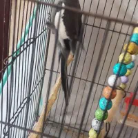 عروس هلندی نژاد خاکستری