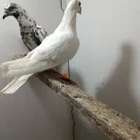 کفتر|پرنده|سبزوار, فرهنگیان|دیوار