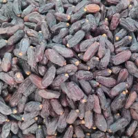 خرما لوکس صادراتی
