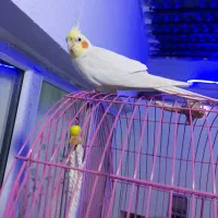 فروش عروس هلندی مولد