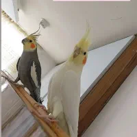 فروش عروس هلندی|پرنده|فولادشهر, فولادشهر|دیوار