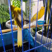 یک جفت قناری رسمی بلند|پرنده|مشکین‌دشت, |دیوار