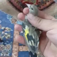 جوجه سهره|پرنده|کرمان, |دیوار