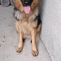 ژرمن شپهرد|سگ|احمدآبادمستوفی, |دیوار