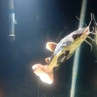 ماهی آکواریومی|ماهی|لاهیجان, کوی آزادگان|دیوار