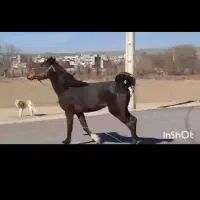 اسب سواری دار