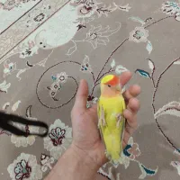 طوطی برزیلی دستی|پرنده|ماهدشت, |دیوار