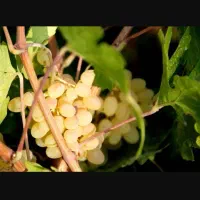 انگور برای دوشاب