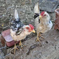 مرغ و خروس گلین|حیوانات مزرعه|سرپل ذهاب, |دیوار