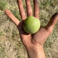 گردو|خوردنی و آشامیدنی|تهران, میدان میوه و تره‌بار مرکزی|دیوار