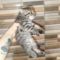 گربه