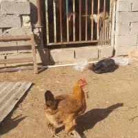 مرغ وخروس دیلگونی