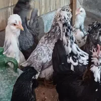 تخم مرغ گلین نطفه دار