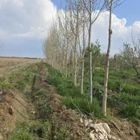 فروش باغچه ۶ ساله قطعات ۲۵۰ تا ۱۰۰۰ متری