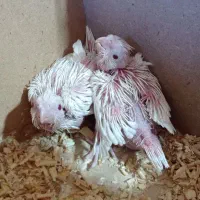 جوجه البینو سرلاکی درجه یک