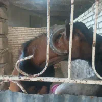 بز آلپاین نر نژاددار
