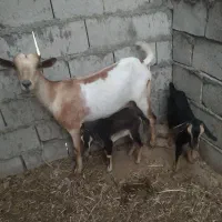 کهره جمولی با بچه نر ماده در خونه ای