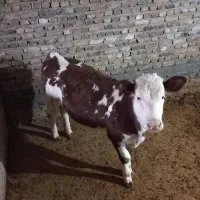 گوساله سیمینتال ماده درجه یک