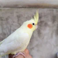 عروس هلندی|پرنده|بهشهر, |دیوار