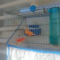 جفت قناری سرخ معاوضه با... توضیحات|پرنده|کوهدشت, |دیوار