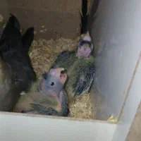 ۲ عدد جوجه لوتینو بال خاکستری