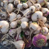 شلغم سه کیلو 100