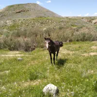 اسب