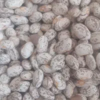 لوبیا چیتی ارگانیک|خوردنی و آشامیدنی|ماهدشت, |دیوار