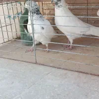 کبوترپرشی عیدپربازی وصافپر(همراه بارسال)