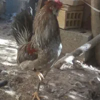 خروس گلین|حیوانات مزرعه|شهرضا, |دیوار